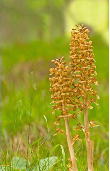birds nest orchid attachment trauma