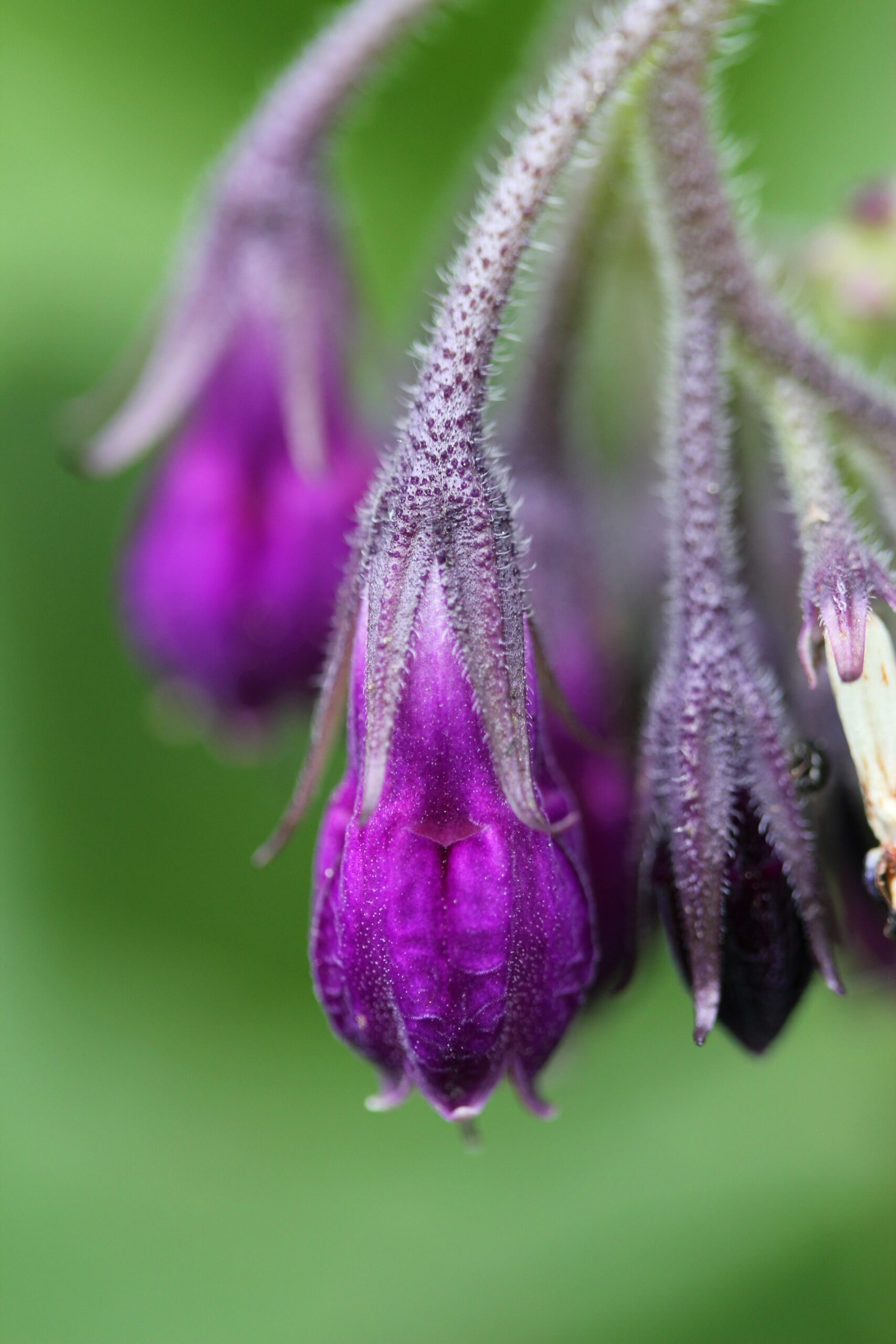 comfrey what to do if a car crashes into your house 1