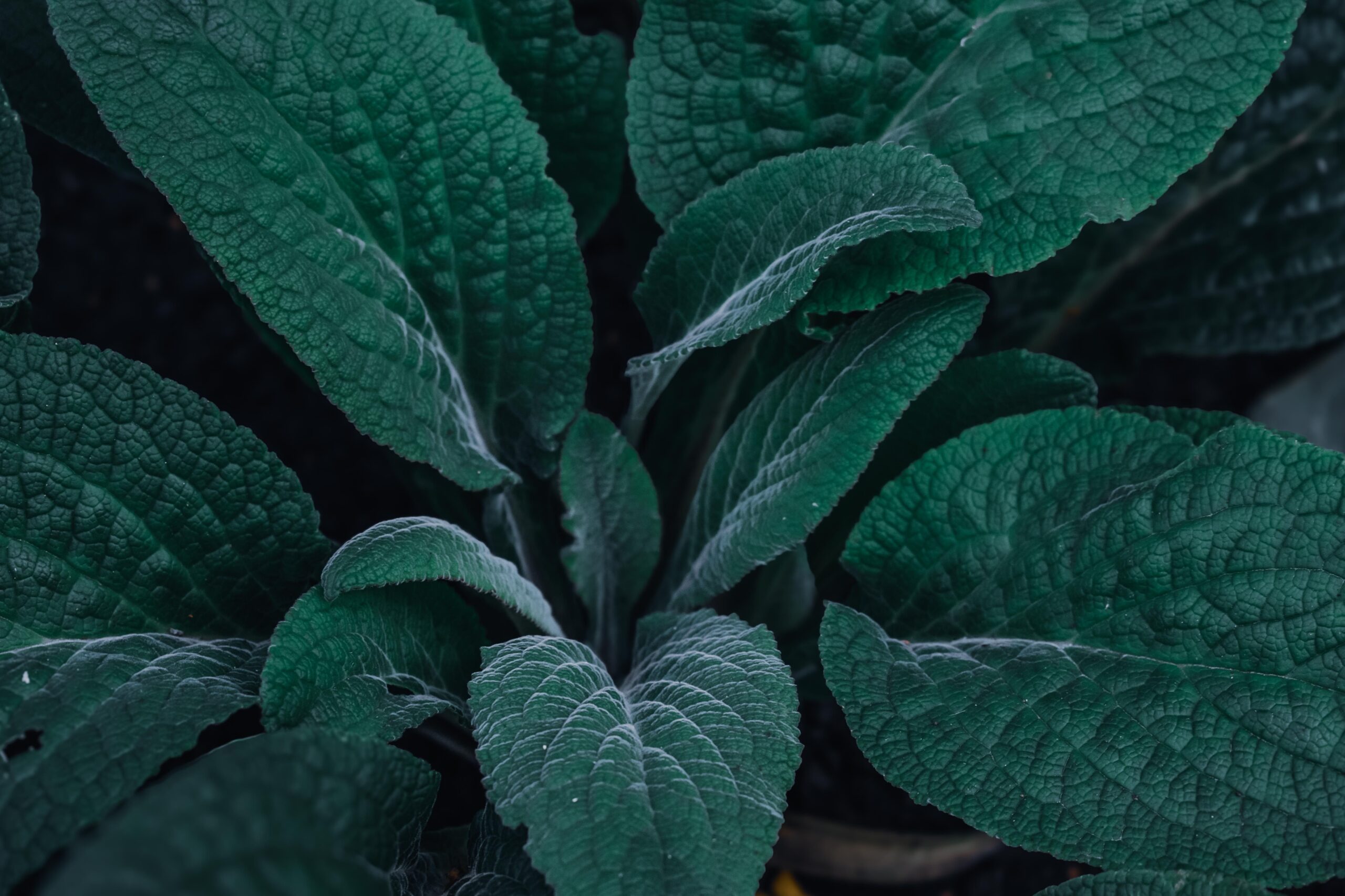 comfrey what to do if a car crashes into your house
