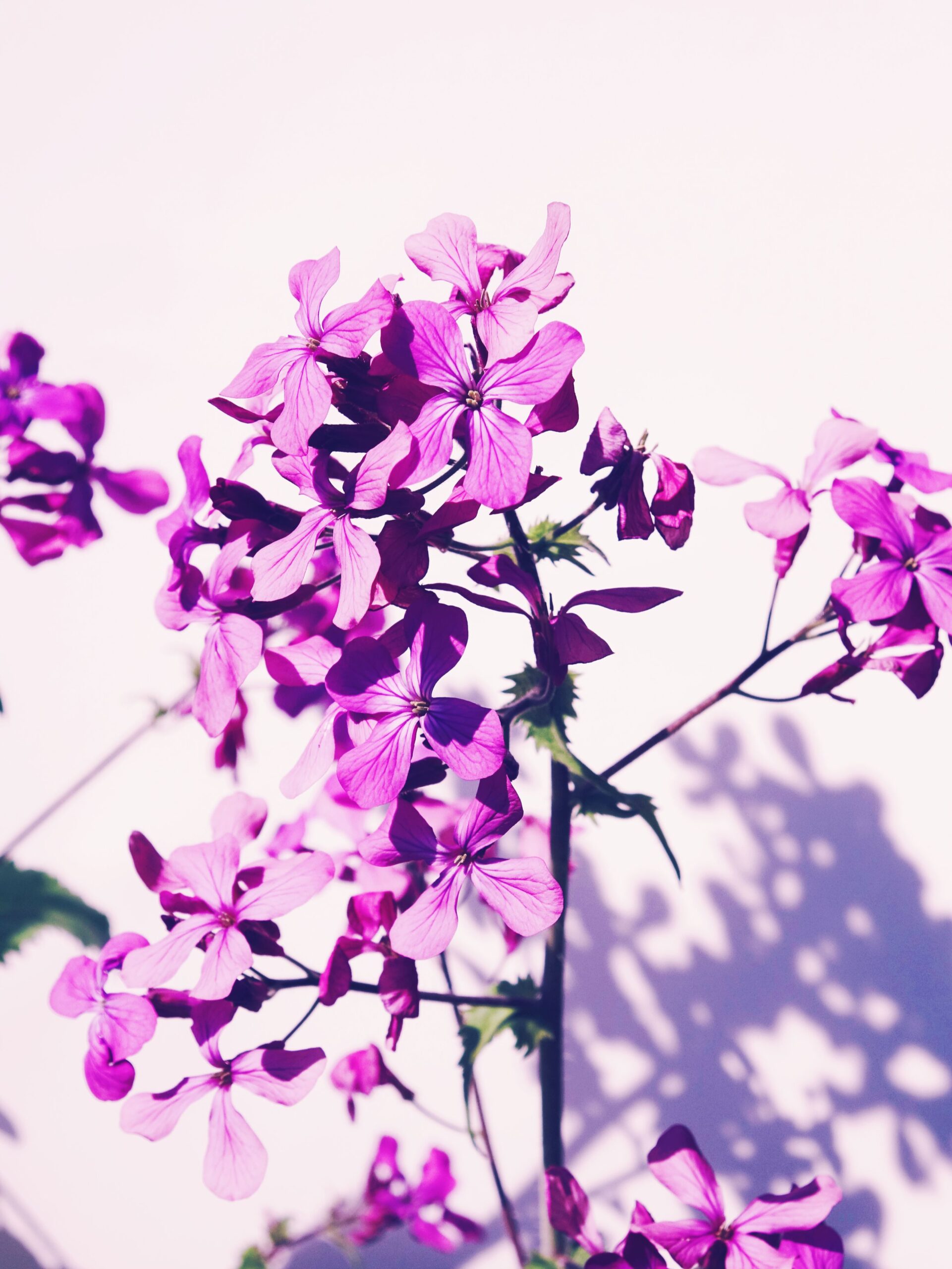 honesty anonymous personal blog