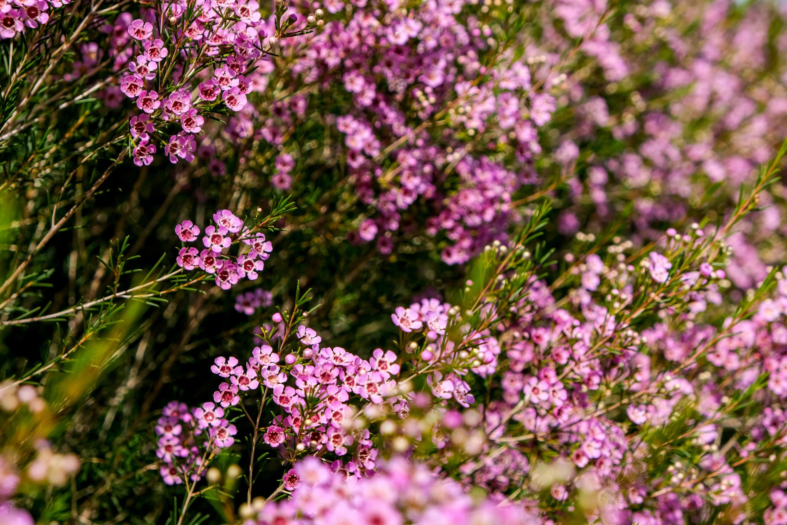 Bog rosemary childhood neglect