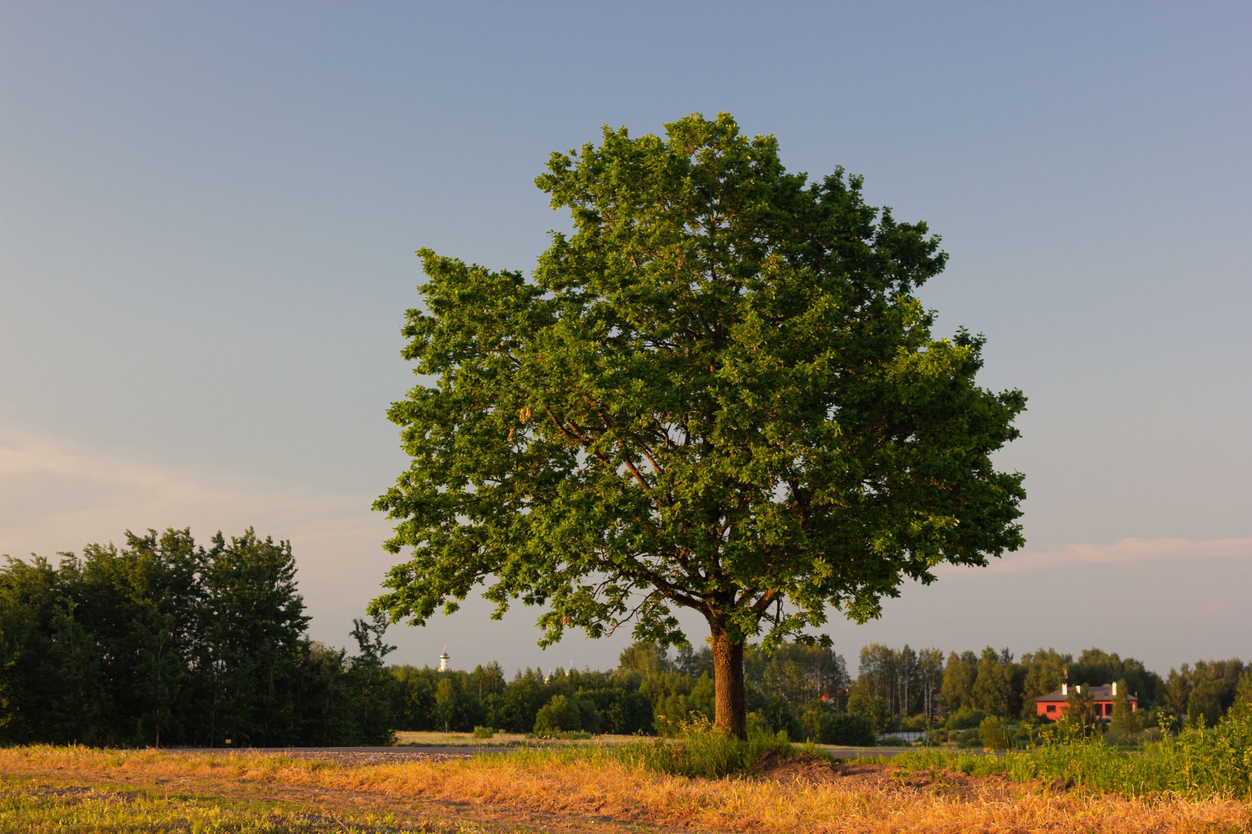 saturn return oak tree