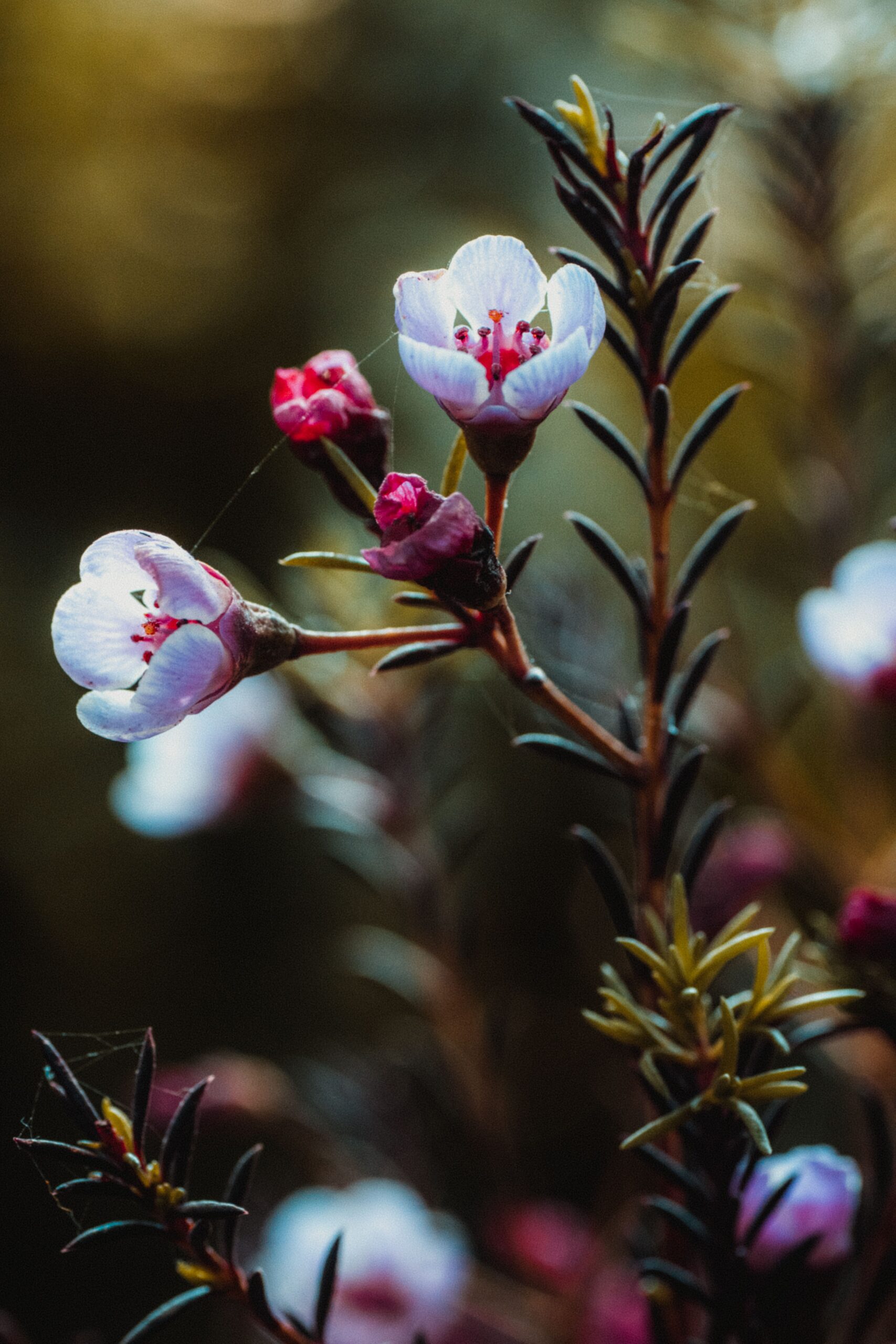 Bog holly childhood neglect