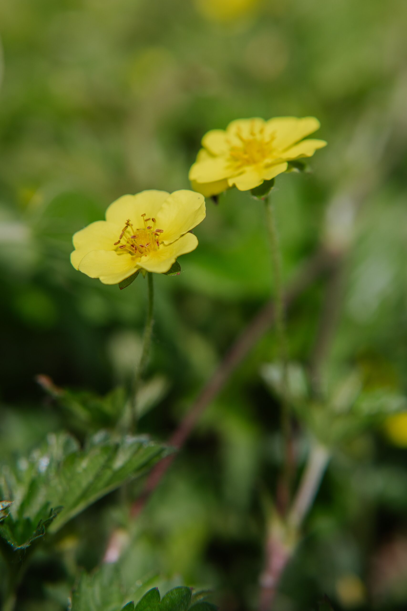 silverweed house buying anxiety