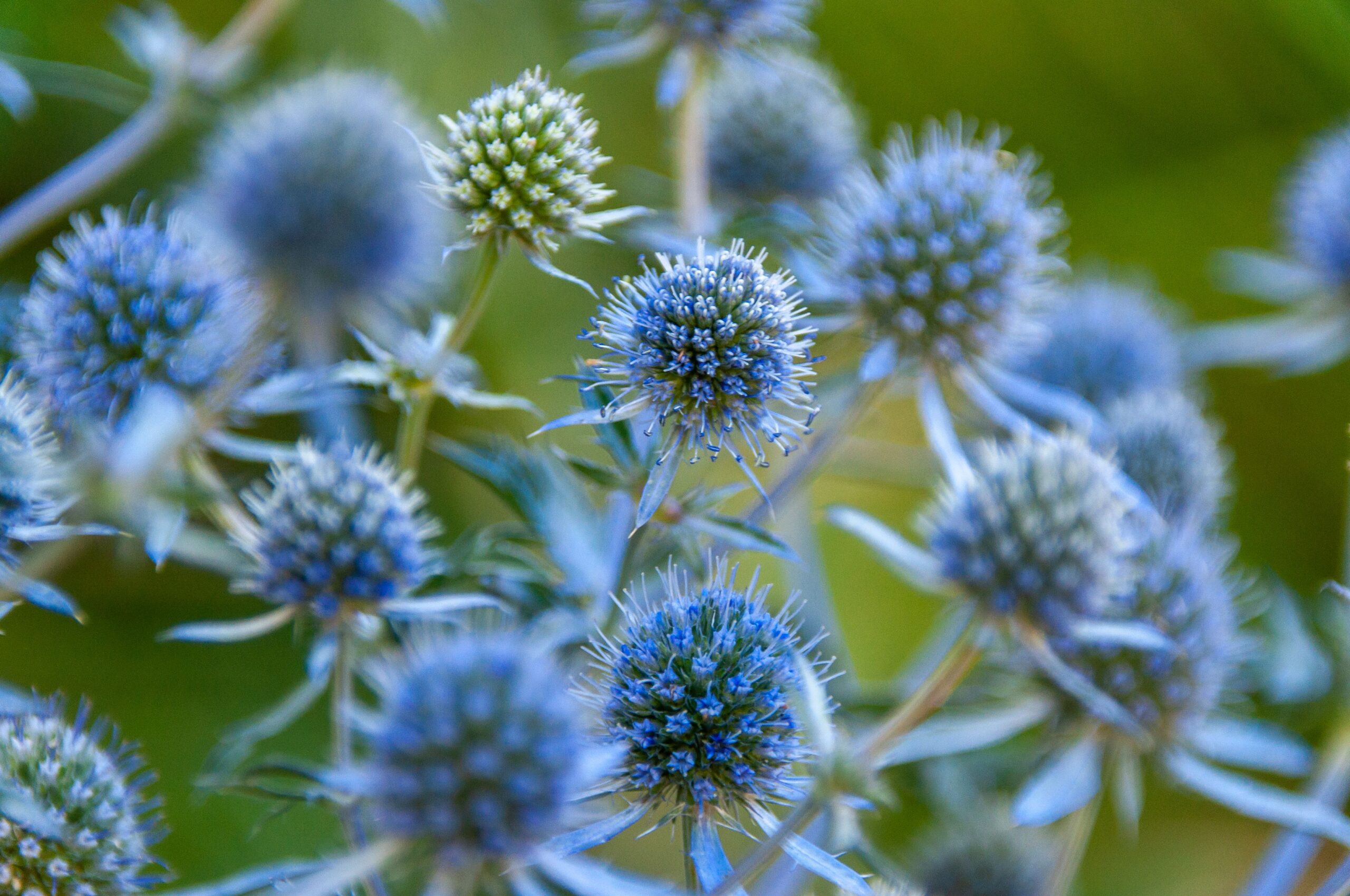 living with complex PTSD sea holly