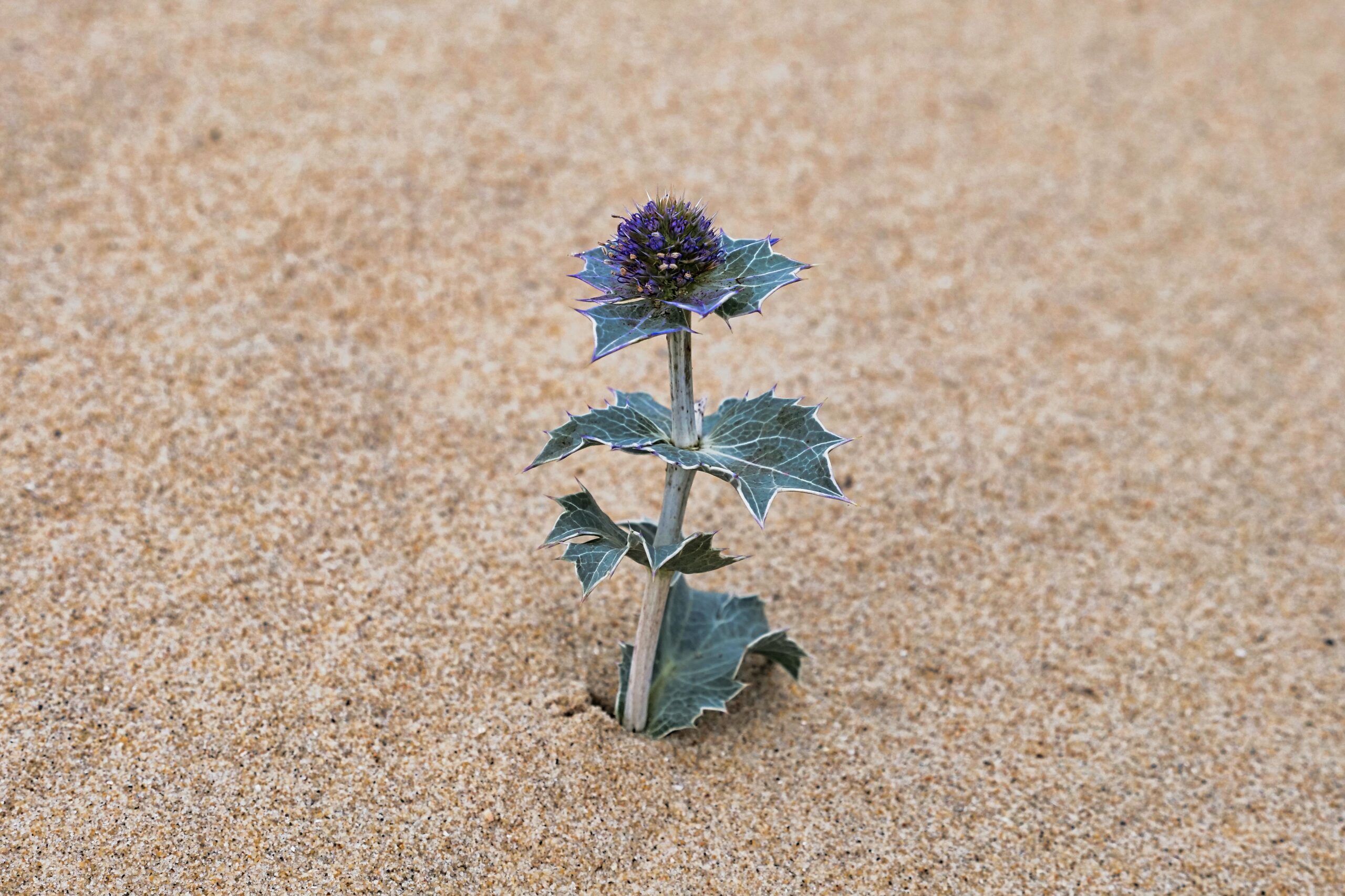 living with complex PTSD sea holly